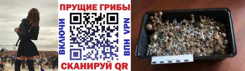 Псилоцибиновые грибы Psilocybe  Купить где  Старица 